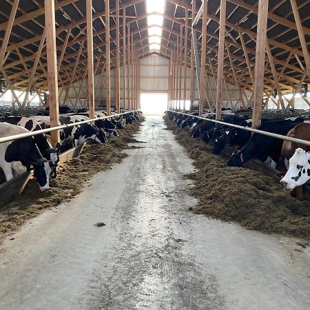 Schlafen neben den kleinen Kälbchen im Kälberiglu Bingum Exterior foto