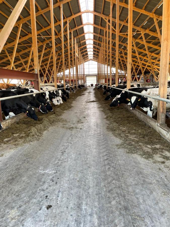 Schlafen neben den kleinen Kälbchen im Kälberiglu Bingum Exterior foto